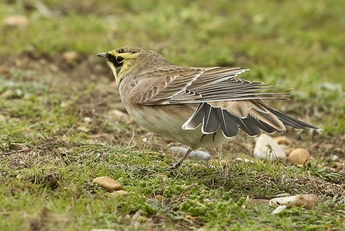 Shorelark