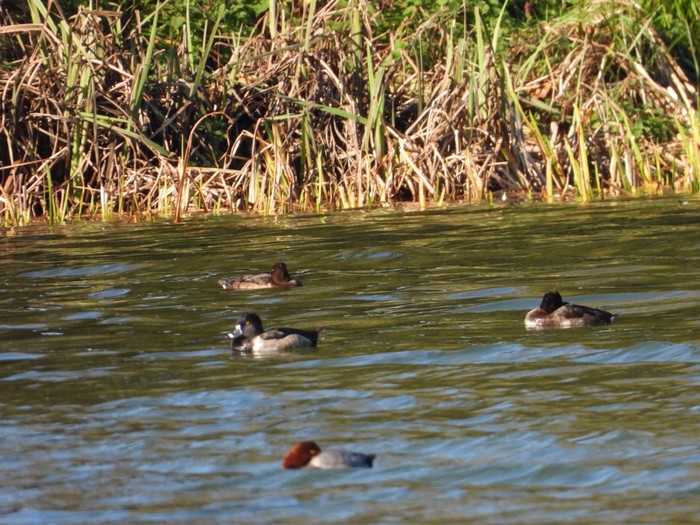 Ring-necked Duck