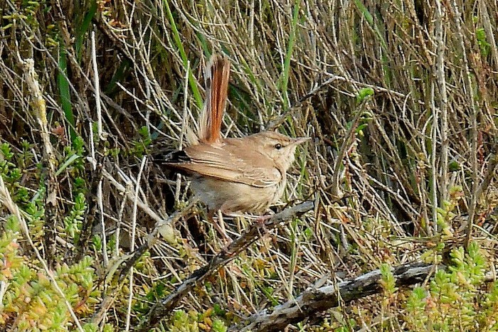 Eastern Rufous Bush Chat