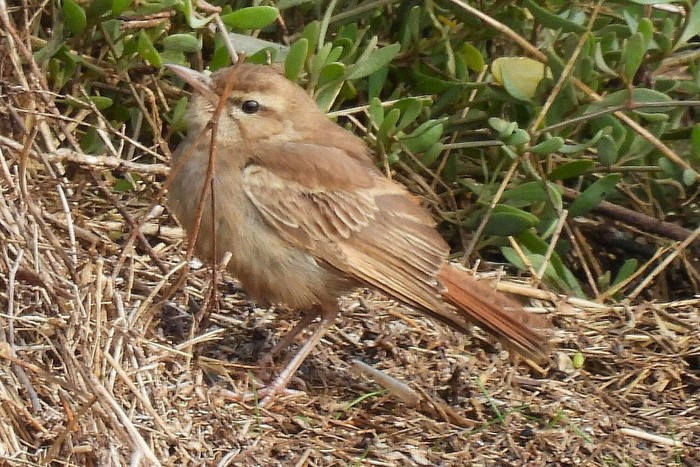 Eastern Rufous Bush Chat