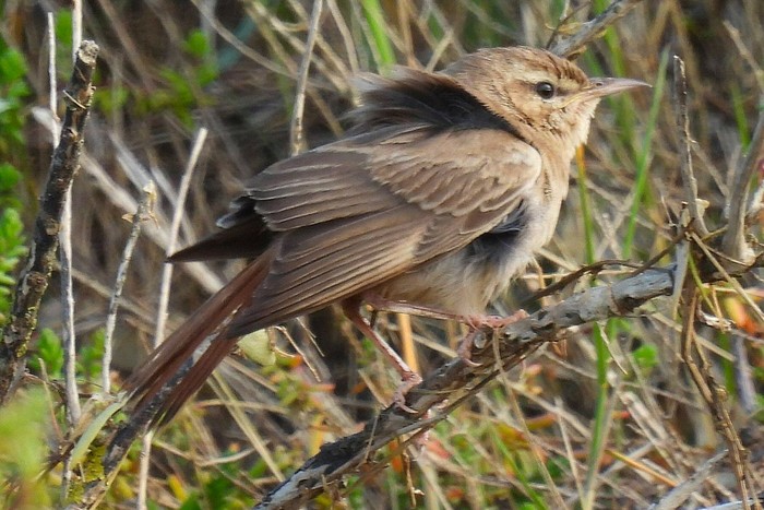 Eastern Rufous Bush Chat