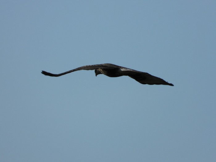 Rough-legged Buzzard