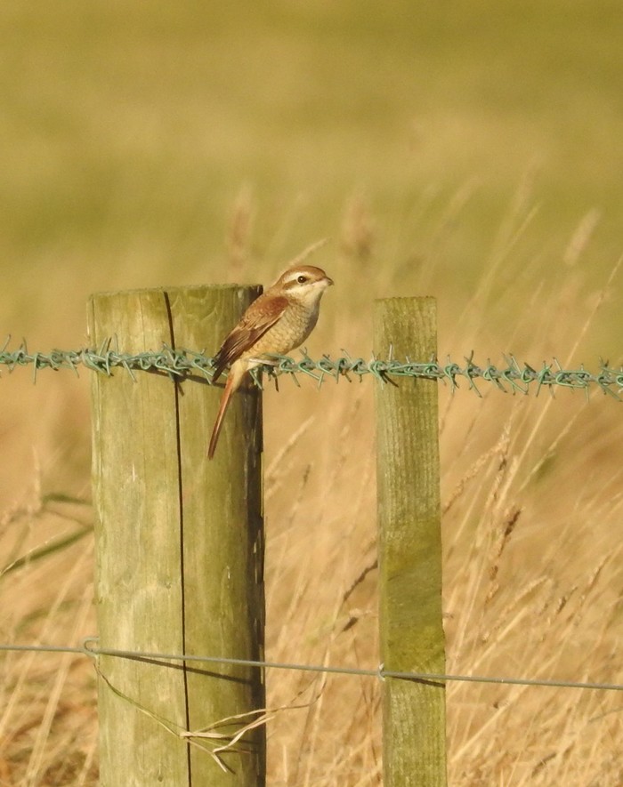 Brown Shrike