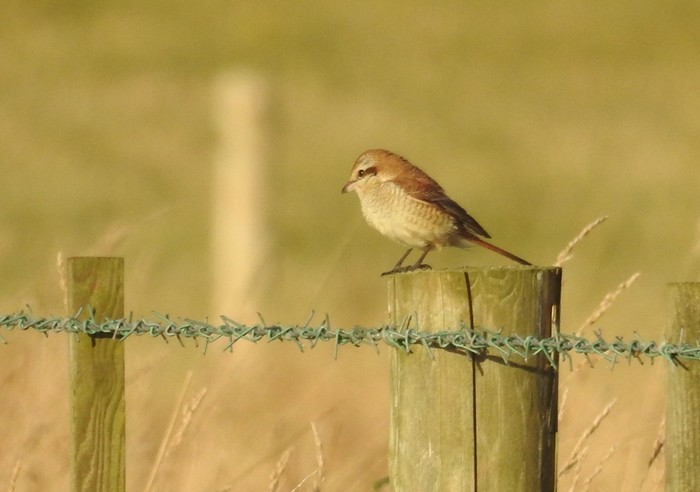 Brown Shrike