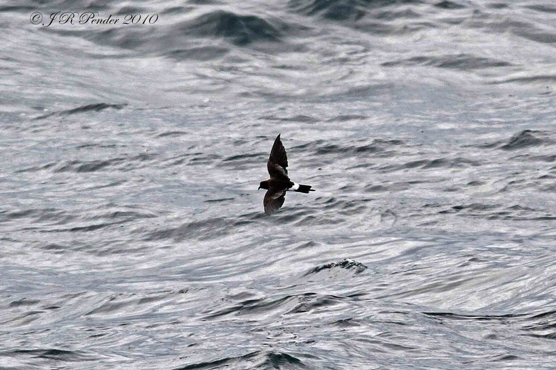 Wilson's Petrel