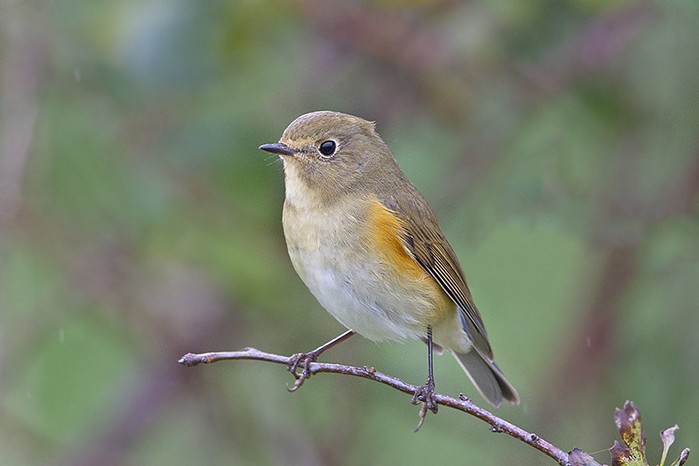 Red-flanked Bluetail