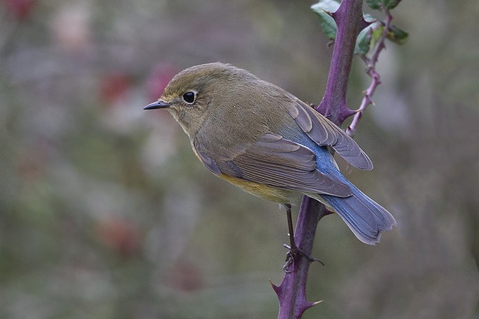 Red-flanked Bluetail