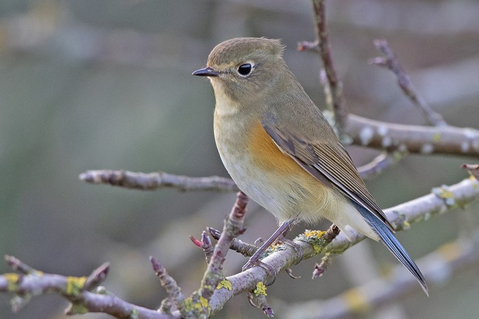 Red-flanked Bluetail