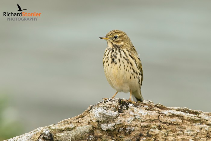 Meadow Pipit
