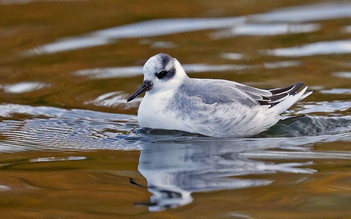 Grey Phalarope