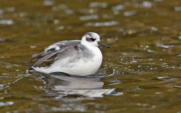 Grey Phalarope