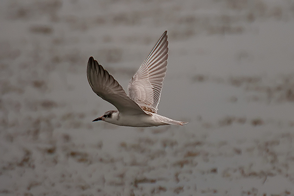 Whiskered Tern