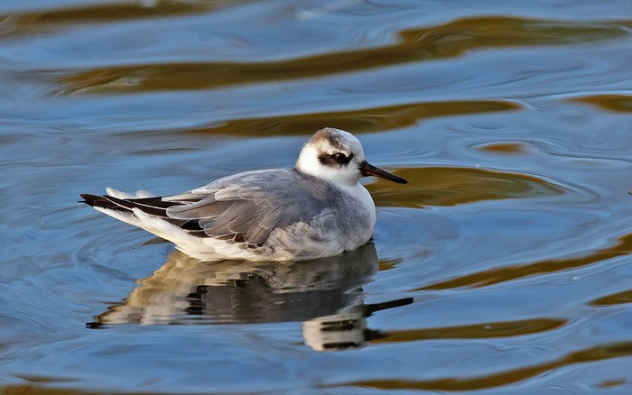 Grey Phalarope