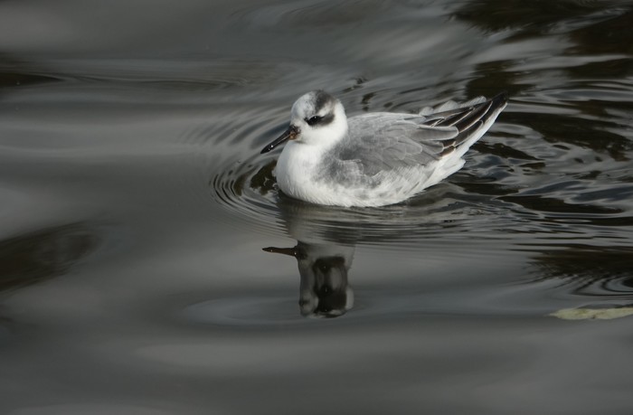 Grey Phalarope