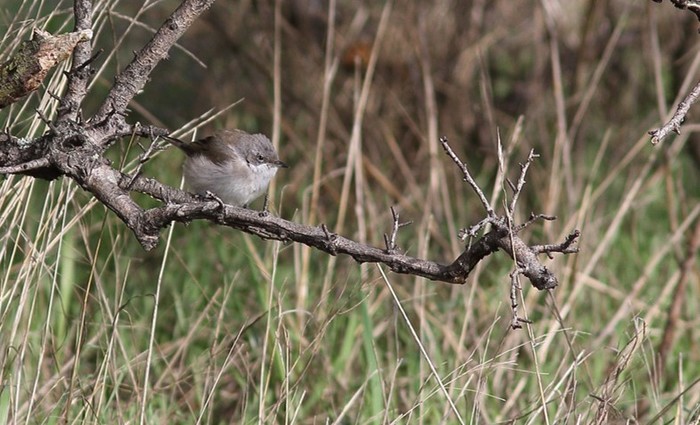 Siberian Lesser Whitethroat