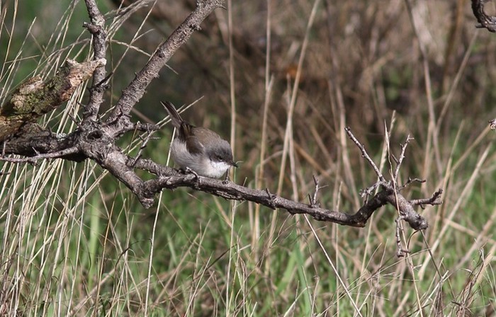 Siberian Lesser Whitethroat