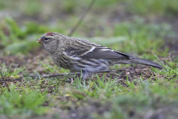 Greenland Redpoll