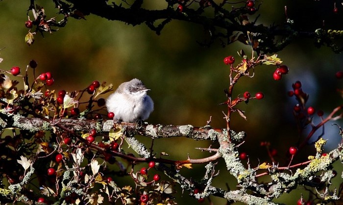 Siberian Lesser Whitethroat