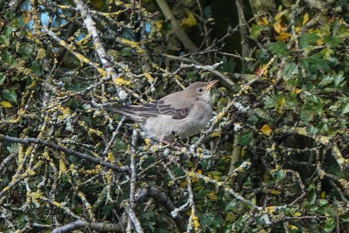 Rose-coloured Starling