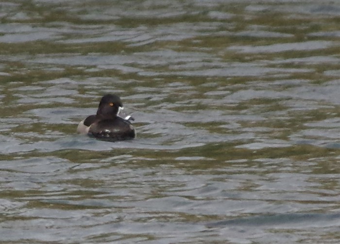 Ring-necked Duck
