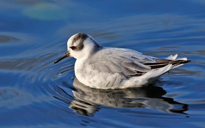 Grey Phalarope