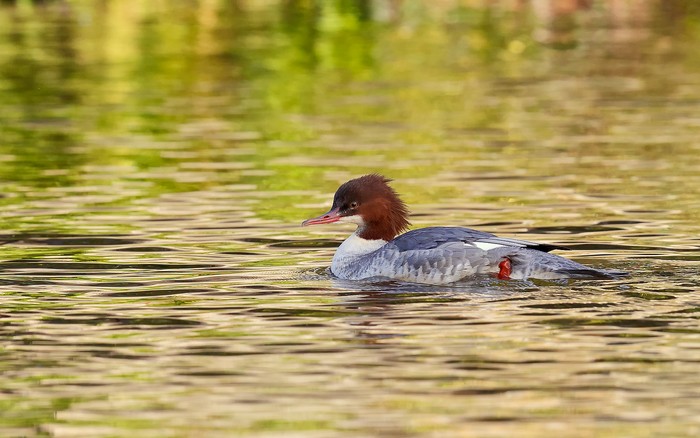 Goosander