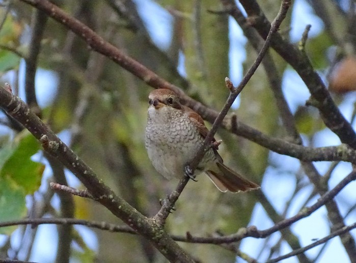 Red-backed Shrike
