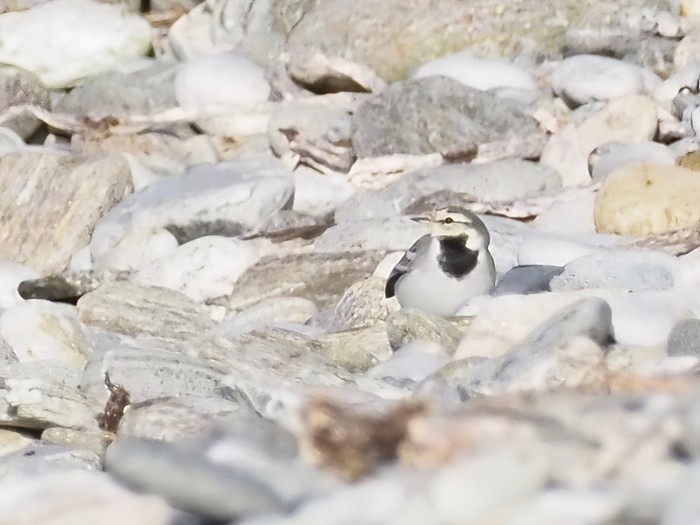 East Siberian White Wagtail