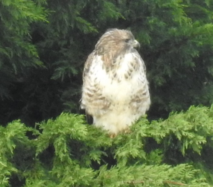Buzzard