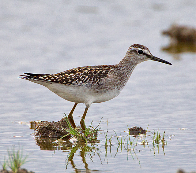 Wood Sandpiper
