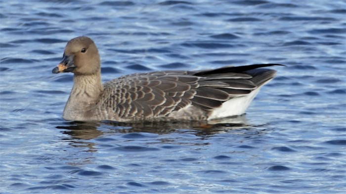 Tundra Bean Goose