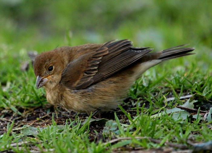 indigo bunting