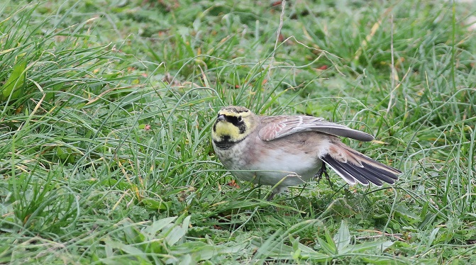 Shorelark