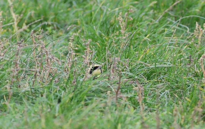 Shorelark