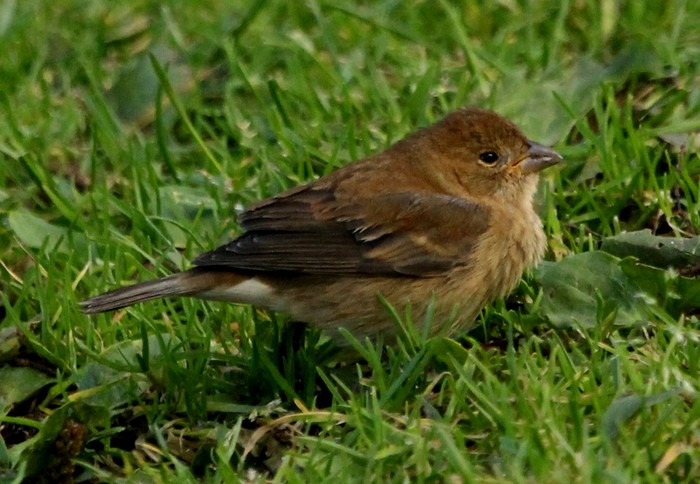 Indigo Bunting