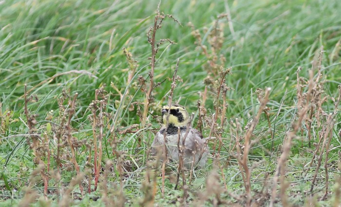 Shorelark