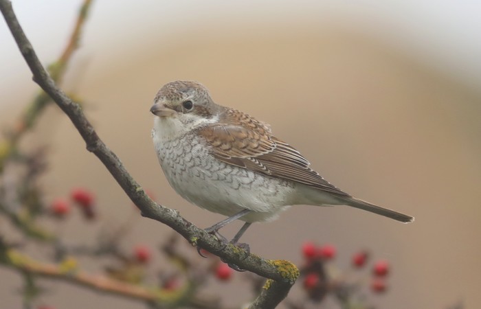 Red-backed Shrike