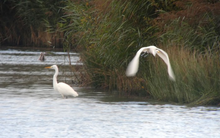 Great White Egret