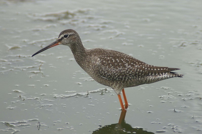 Spotted Redshank