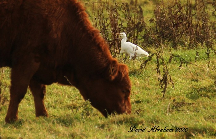 Cattle Egret
