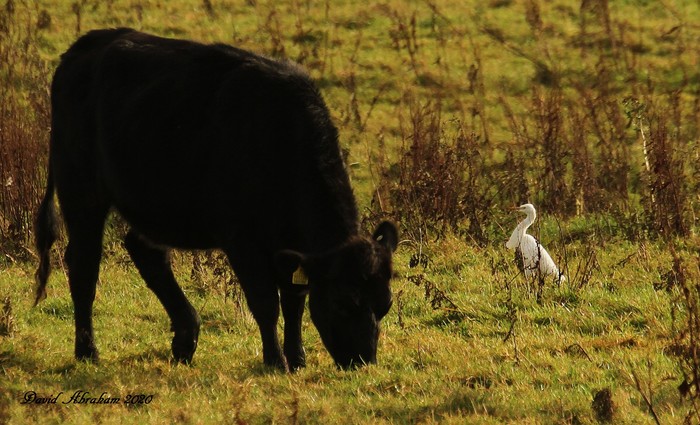 Cattle Egret 