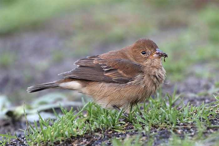 Indigo Bunting