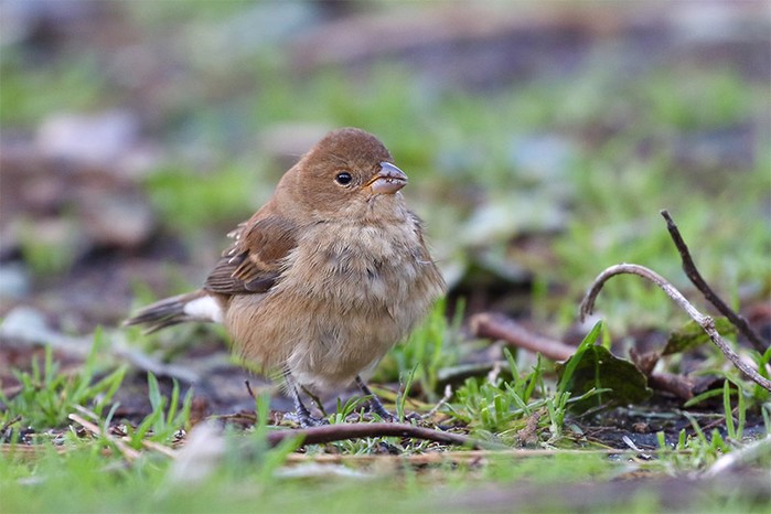 Indigo Bunting