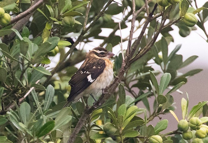 Rose-breasted Grosbeak