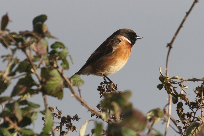 Stonechat