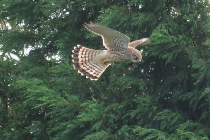 Kestrel