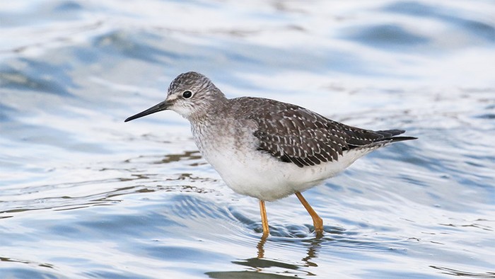 Lesser Yellowlegs