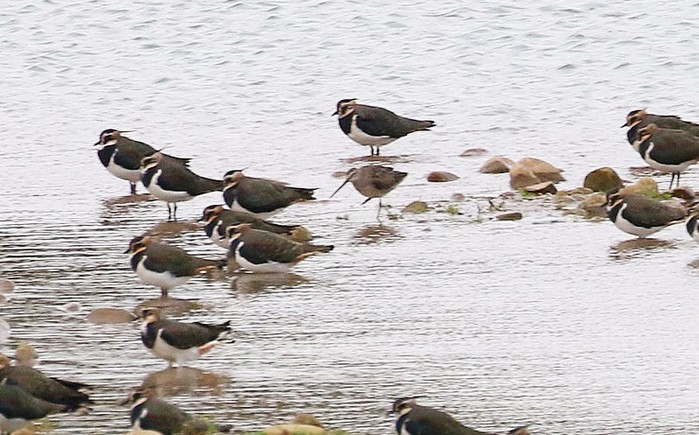 Long-billed Dowitcher
