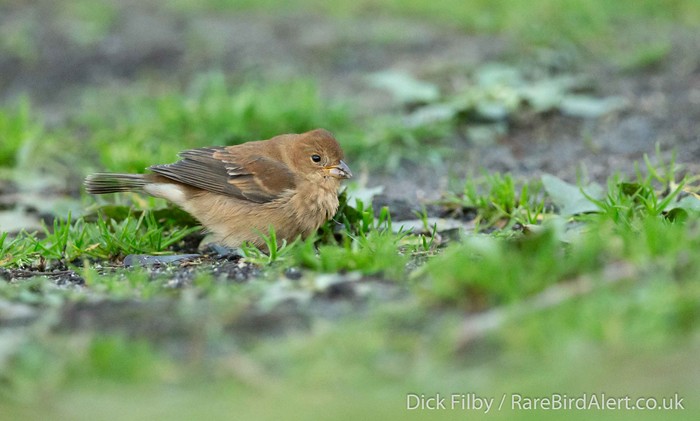 Indigo Bunting