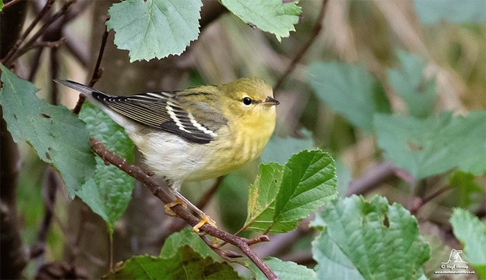 Blackpoll Warbler